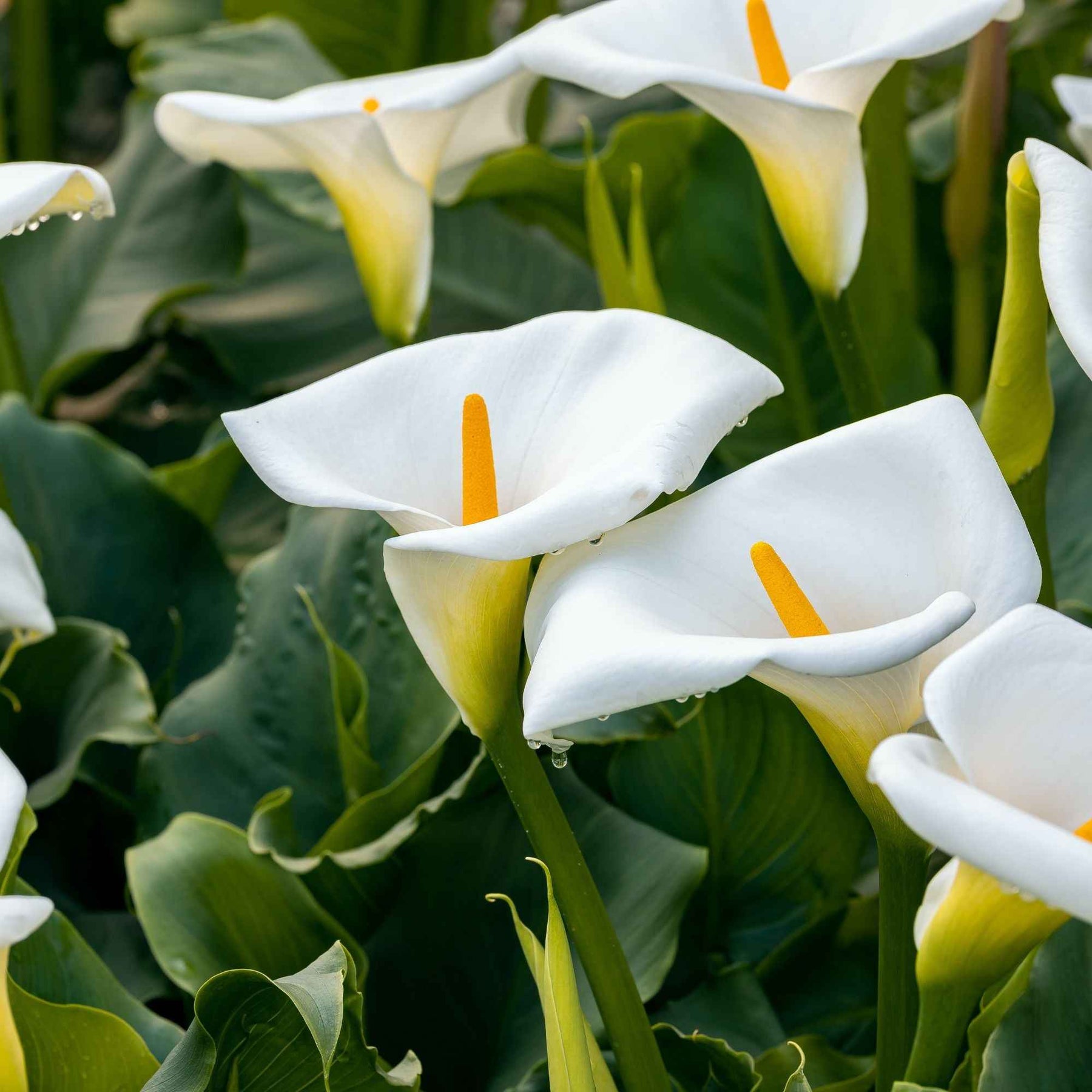 Moerasaronskelk (x2) - Zantedeschia aethiopica - Willemse