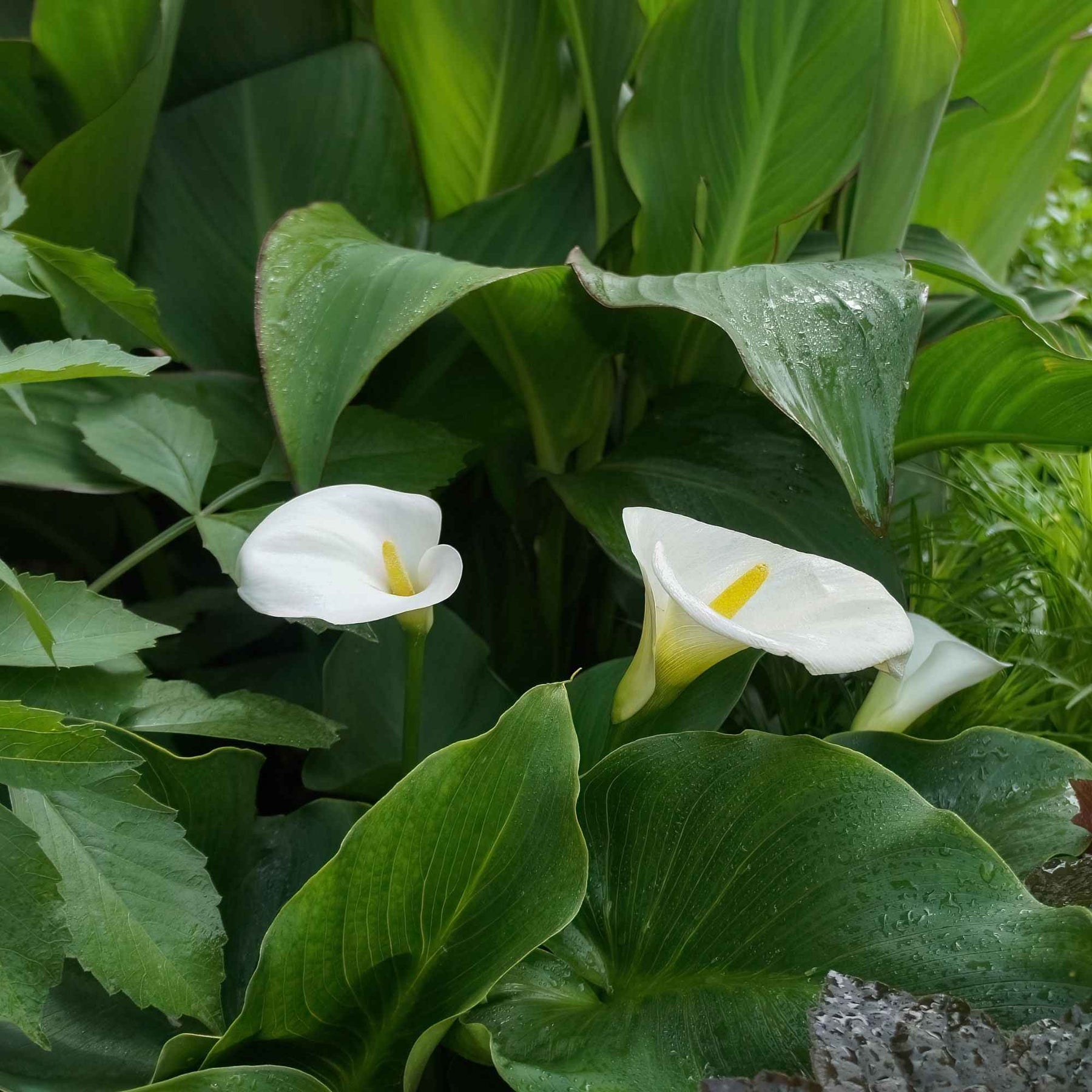 Zantedeschia aethiopica - Moerasaronskelk (x2) - Aronskelk