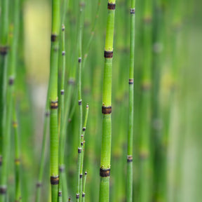 Equisetum japonicum - Japanse holpijp - Alle vijverplanten