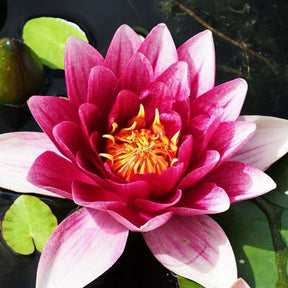 Verkoop Waterlelie attractie - Nymphaea 'Attraction'