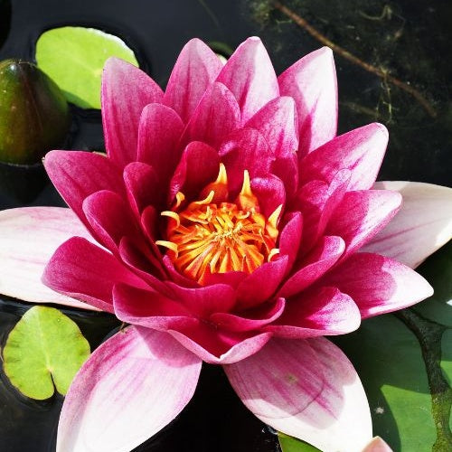 Verkoop Waterlelie attractie - Nymphaea 'Attraction'