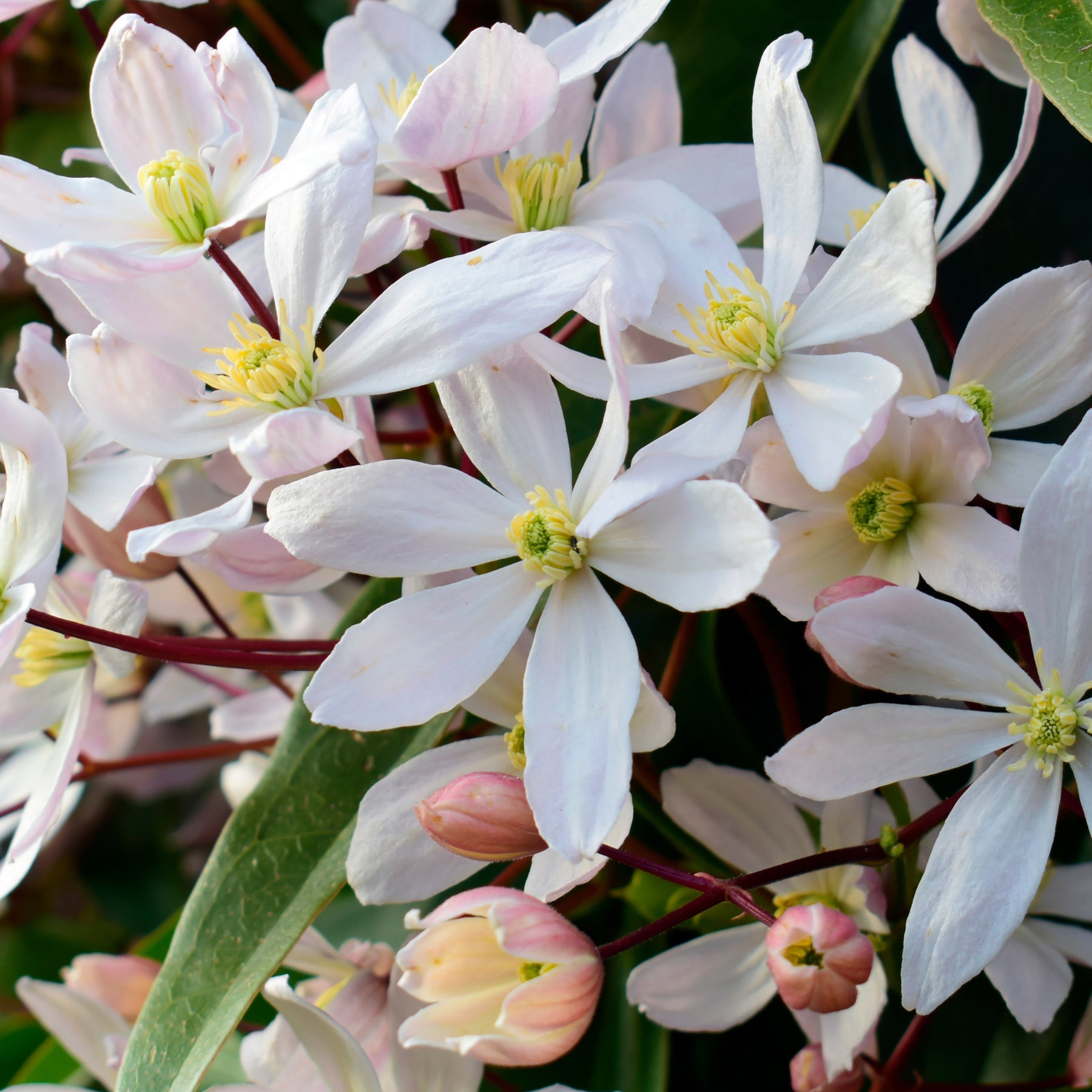 Bosrank ‘Apple Blossom' - Clematis armandii Apple Blossom - Willemse