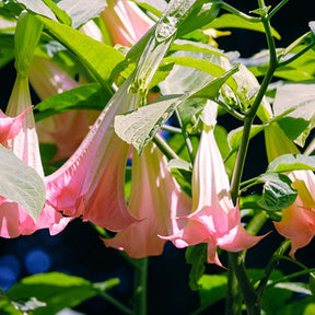 Brugmansia - Engelentrompet 'Tricolor' - Brugmansia - Engelentrompet