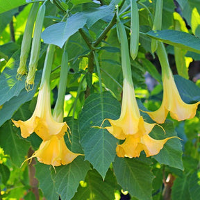 Brugmansia - Engelentrompet - Engelentrompet 'Tricolor' - Brugmansia