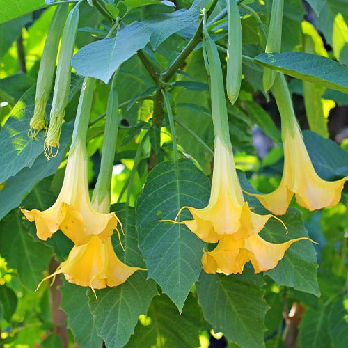 Brugmansia - Engelentrompet - Engelentrompet 'Tricolor' - Brugmansia