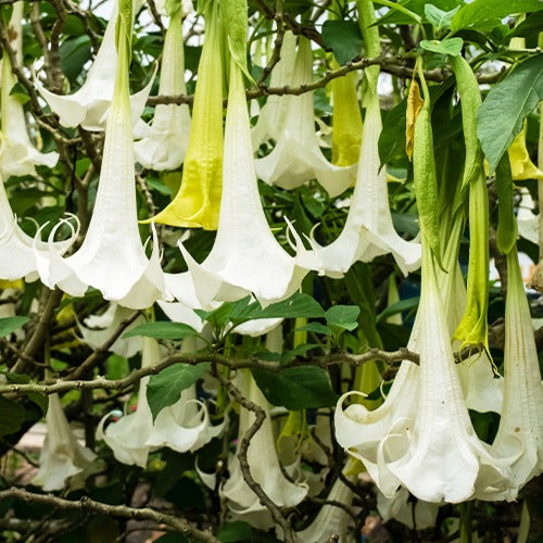 Verkoop Engelentrompet 'Tricolor' - Brugmansia
