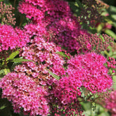 Japanse spierstruik 'Anthony Waterer' - Spiraea japonica anthony waterer - Heesters en vaste planten
