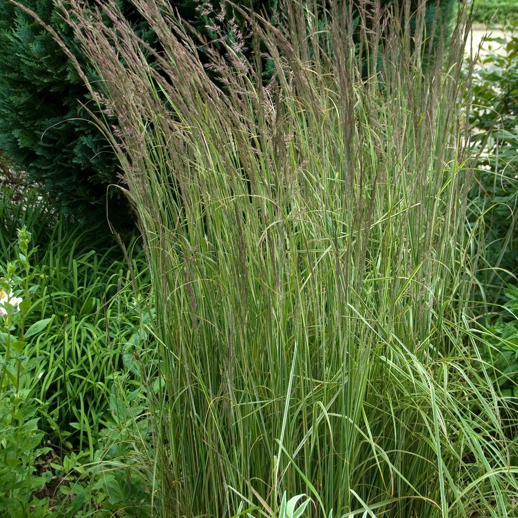 Bont struisriet 'Overdam' - Calamagrostis acutiflora overdam