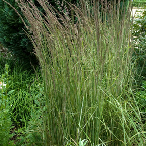 Bont struisriet 'Overdam' - Calamagrostis acutiflora overdam