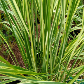 Bont struisriet 'Overdam' - Calamagrostis acutiflora overdam