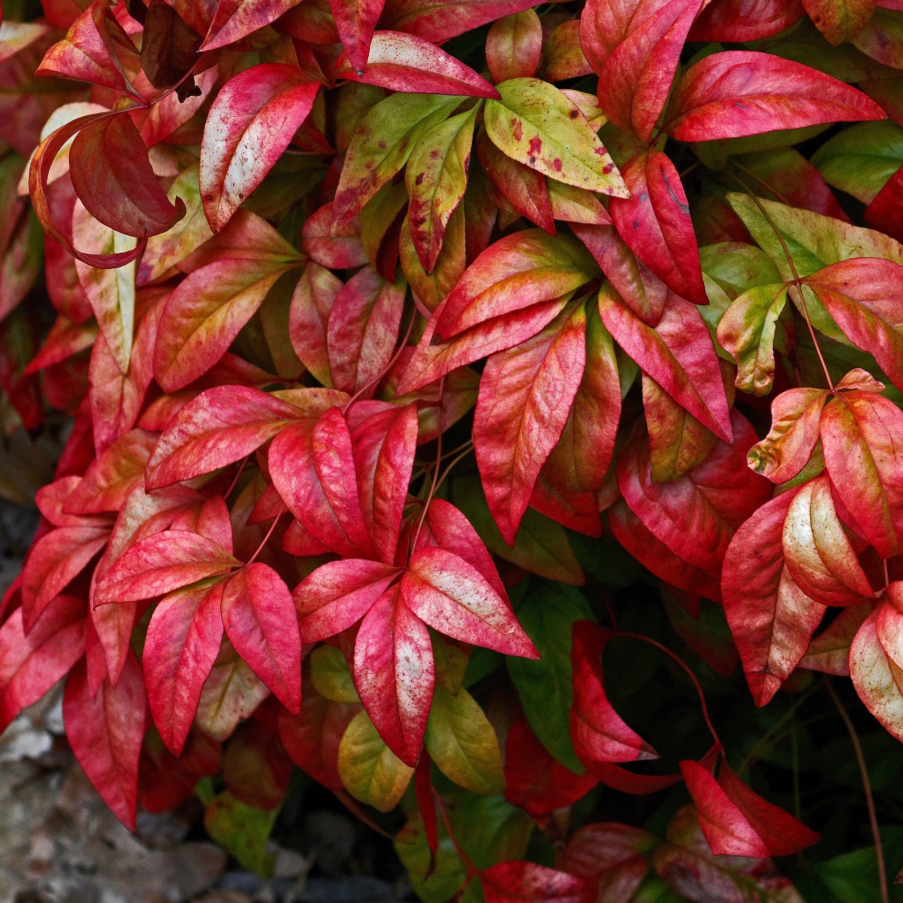 Bloeiende heesters - Hemelse bamboe 'Blush Pink' - Nandina domestica Aka Blush Pink