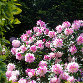 Rhododendron 'Nova Zembla' - Rhododendron yakushimanum doc