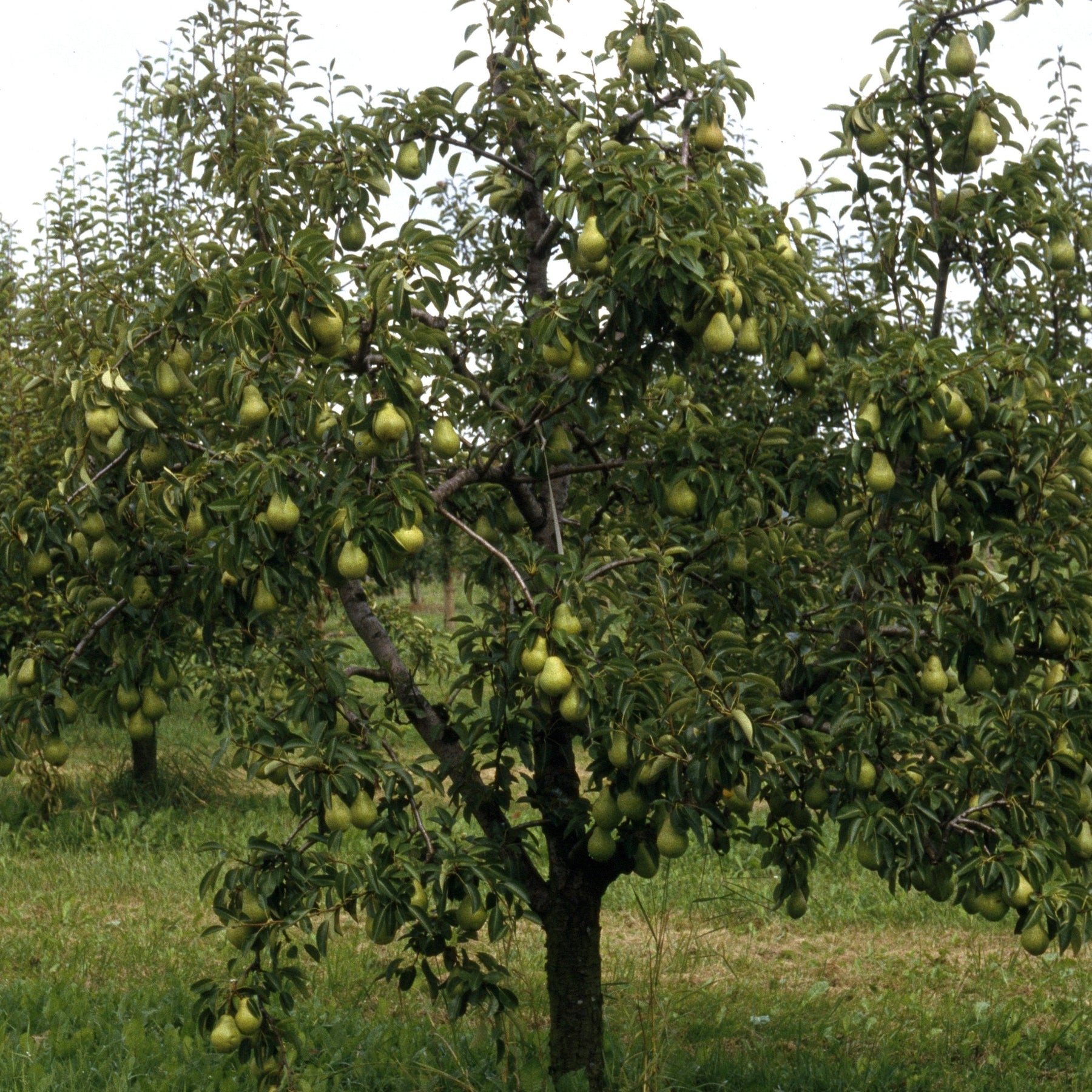 Verkoop Perenboom 'Williams' - Pyrus communis William's ('bon chrétien')