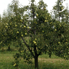Verkoop Perenboom 'Williams' - Pyrus communis William's ('bon chrétien')