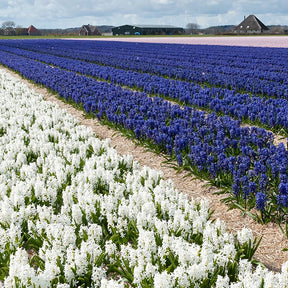 Hyacint 'Harmony' (x9) - Hyacinthus orientalis - Hyacinten