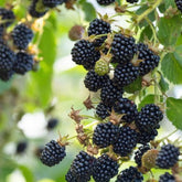 Doornloze braam 'Black Satin' - Rubus fruticosus 'Black Satin'