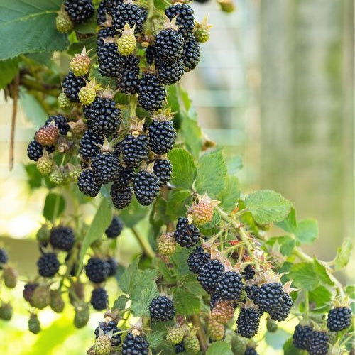 Dwergbraam Rubus 'Little Black Prince' Zwart - Bio - Winterhard - Rubus fruticosus 'Little Black Prince'