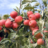 Appelboom 'Elstar' - Malus domestica Elstar