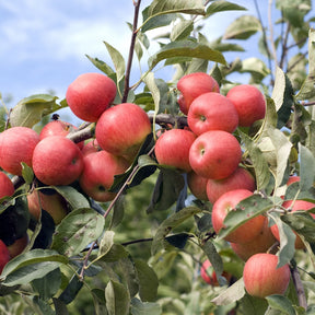 Appelboom 'Elstar' - Malus domestica Elstar