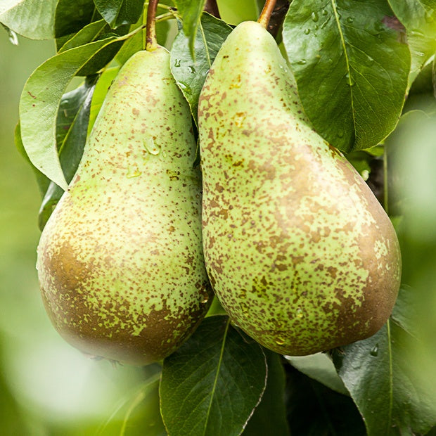 Perenboom 'Conference' - Pyrus communis conférence