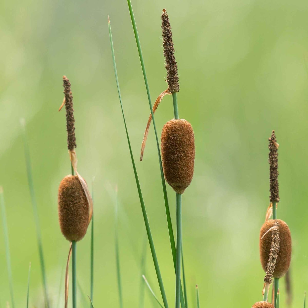 Dwergclub - Typha minima - Willemse
