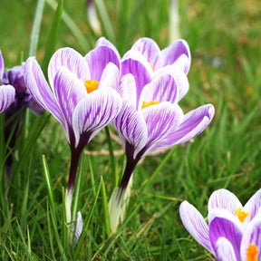 Krokus - Grootbloemige krokus 'Pickwick' (x15) - Crocus vernus pick wick