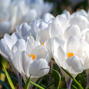 Grootbloemige Krokus 'Jeanne d'Arc' (x15) - Crocus vernus jeanne d'arc - Willemse
