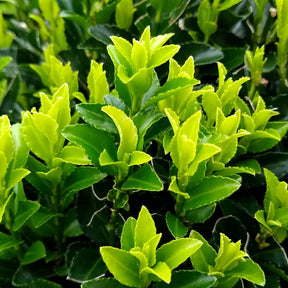 Japanse kardinaalsmuts 'Green Spire' - Euonymus japonicus green spire - Heesters en vaste planten