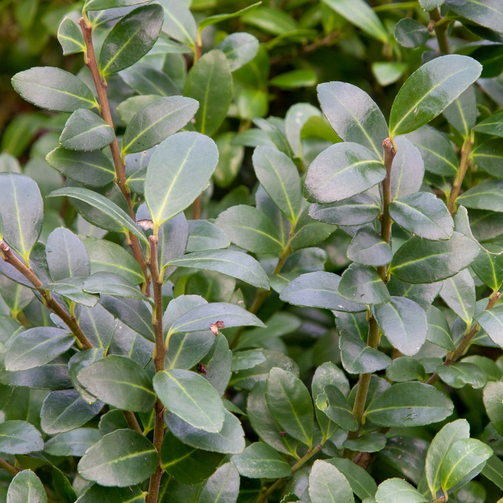Ilex crenata 'caroline upright' - Japanse hulst 'Caroline Upright' - Bloeiende heesters