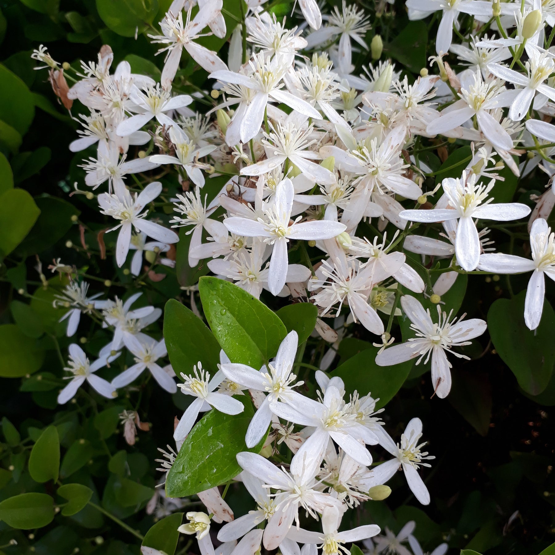 Bosrank 'Armandii' - Clematis armandii - Clematis