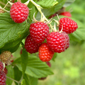 Framboos 'Malling Promise' - Rubus idaeus 'malling promise' - Kleine fruitbomen