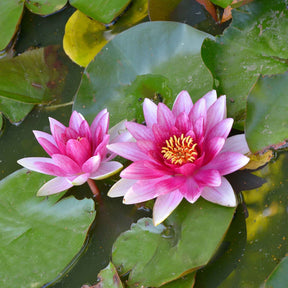 Waterlelie 'Escarboucle' - Nymphaea escarboucle - Willemse