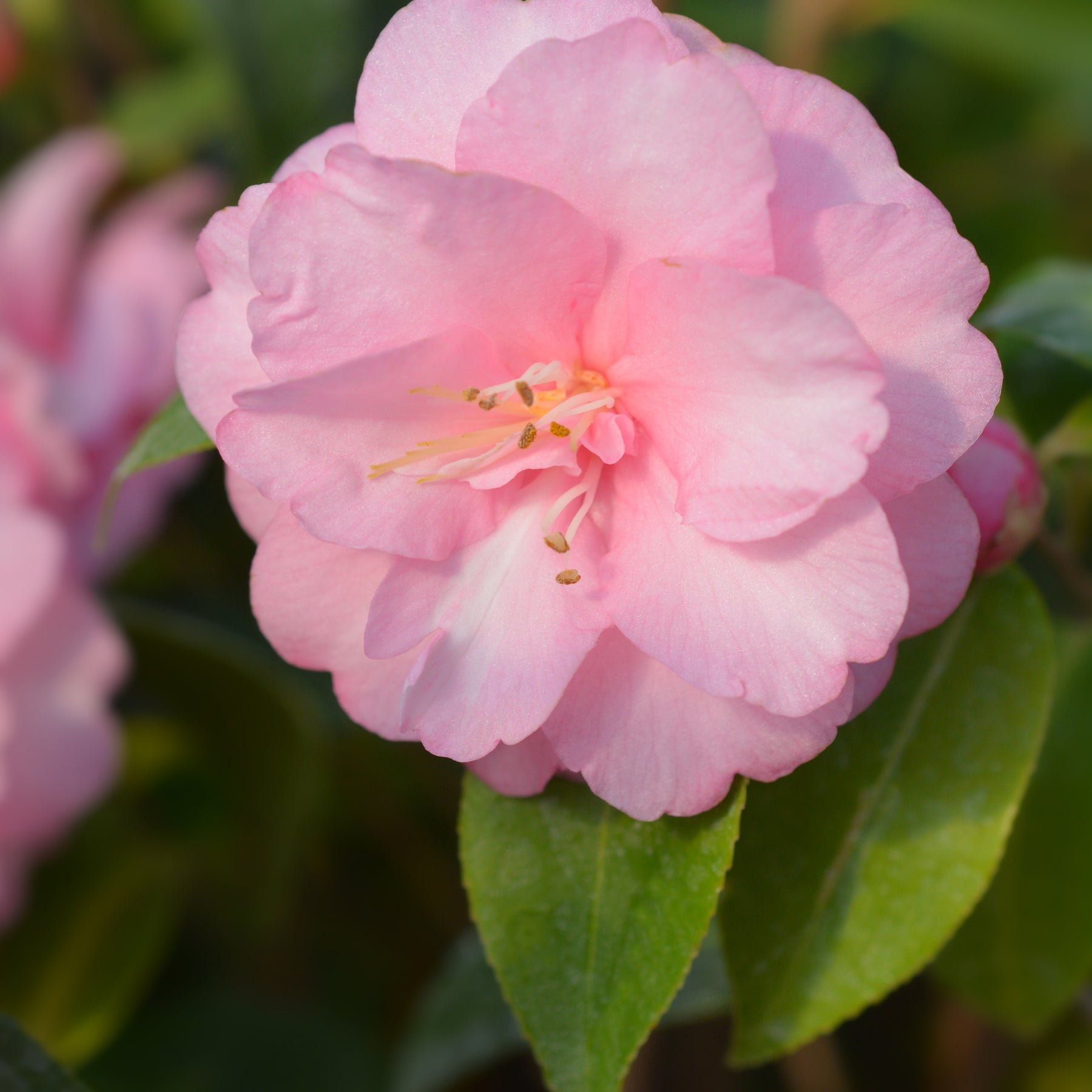 Japanse roos 'Spring Festival' - Willemse