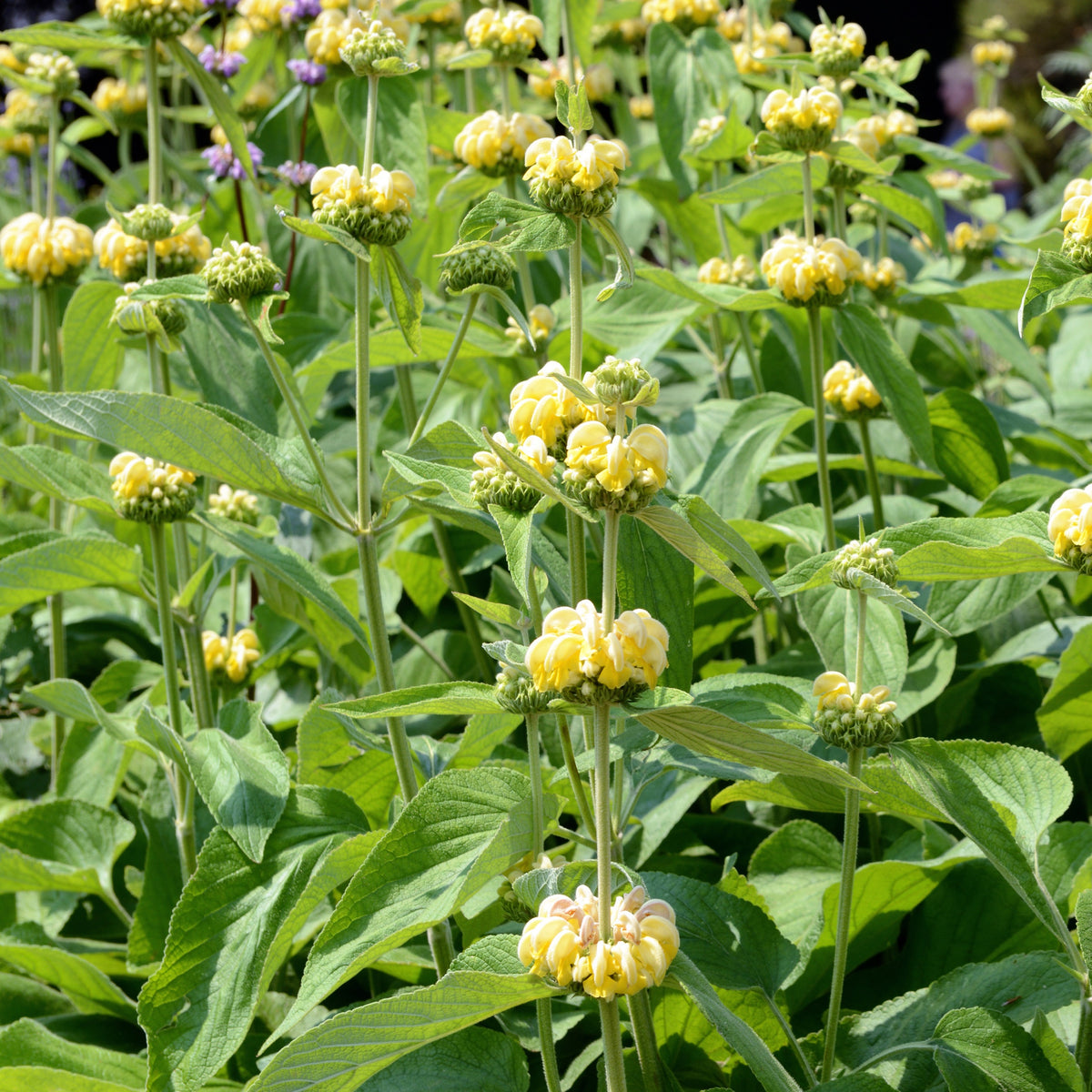Phlomis russeliana - Brandkruid - Salie