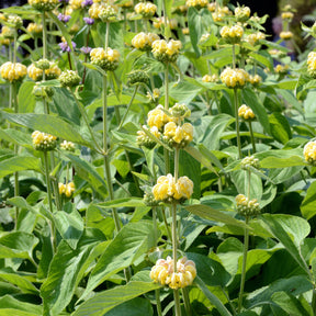 Phlomis russeliana - Brandkruid - Salie