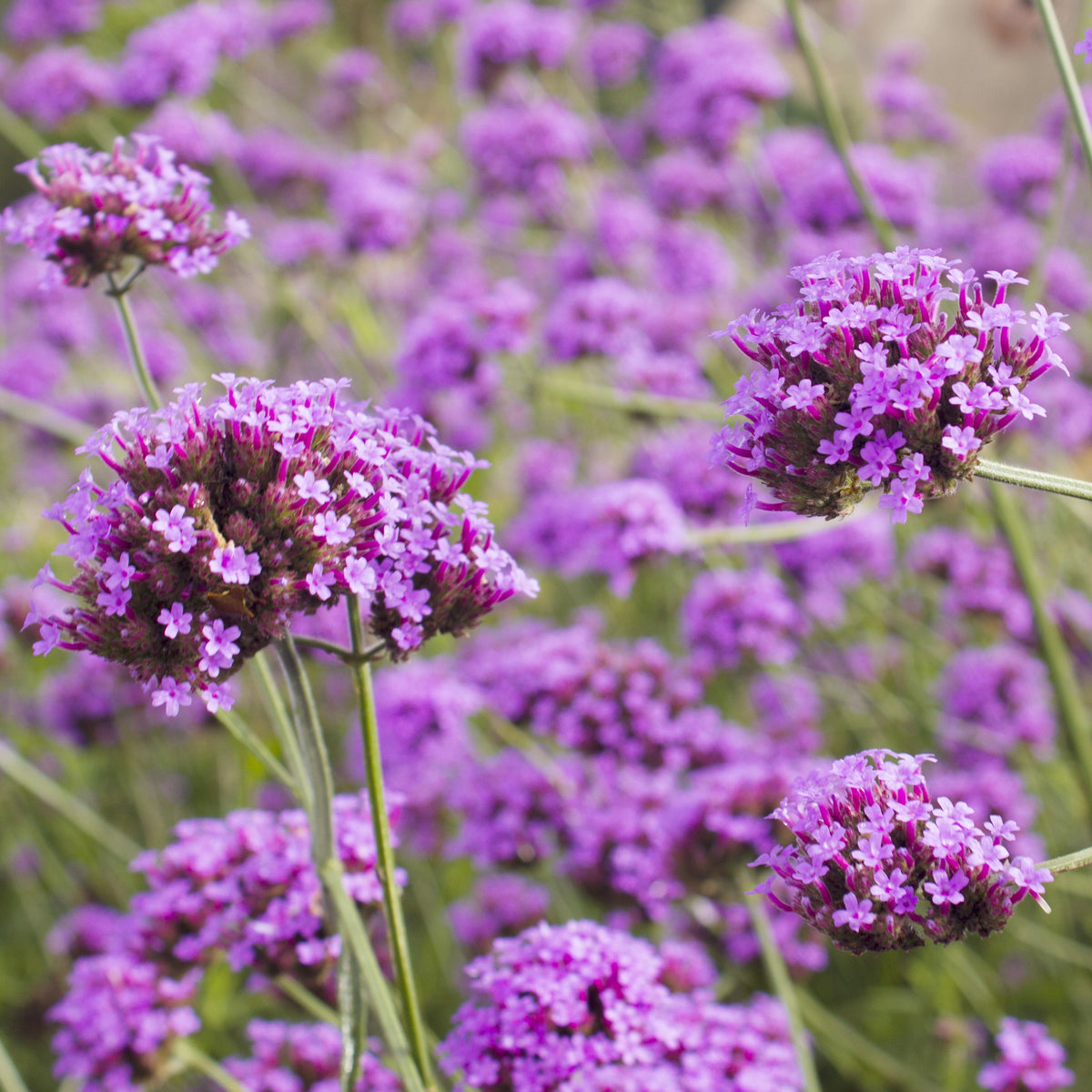 Ijzerhard - Buenos Aires IJzerhard - Verbena bonariensis