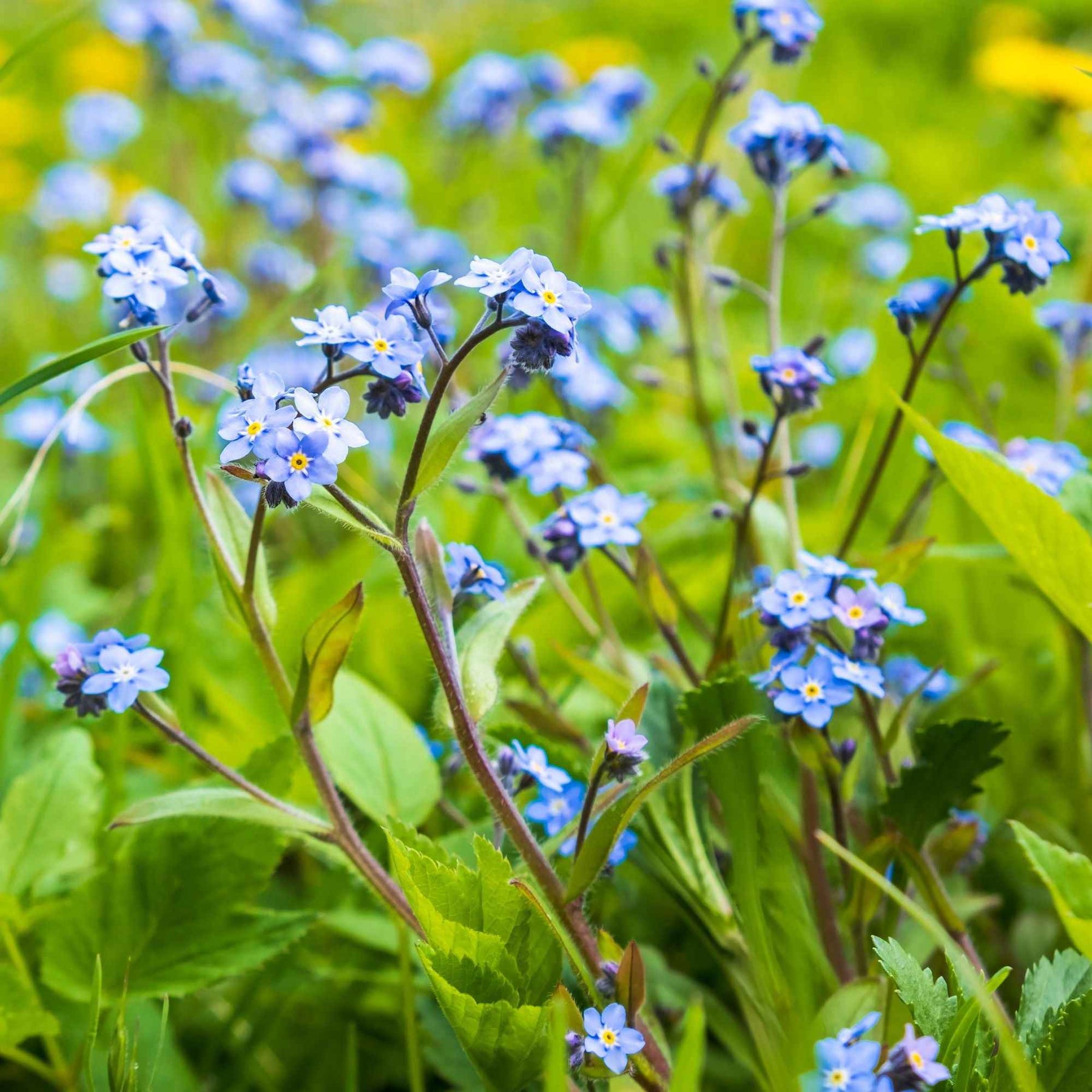 Myosotis palustris - Moeras-vergeet-mij-nietje - Myosotis