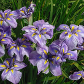 Japanse iris kaempferi paars - Moerasplant, Oeverplant - Willemse