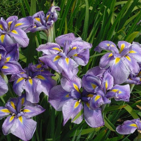 Japanse iris kaempferi paars - Moerasplant, Oeverplant - Willemse