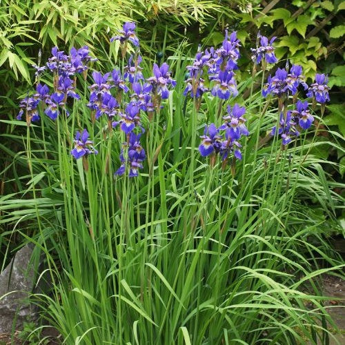 Siberische iris - Iris sibirica - Willemse