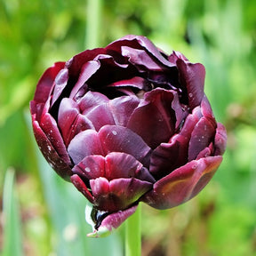 Tulp 'Black Hero' (x10) - Tulipa black hero - Tulpen
