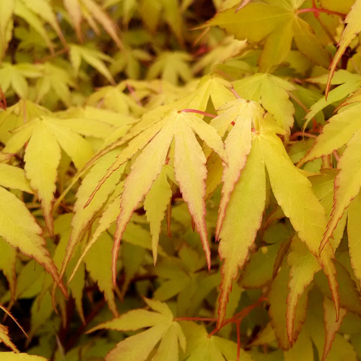 Verkoop Japanse esdoorn 'Katsura' - Acer palmatum Katsura