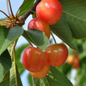 Kersenboom 'Bigarreau Napoléon' - Prunus avium bigarreau Napoléon - Willemse