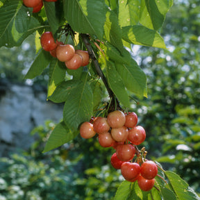 Kersenboom 'Bigarreau Napoléon' - Prunus avium bigarreau Napoléon