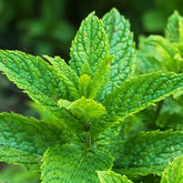 Groene munt - Mentha spicata crispa - Munt
