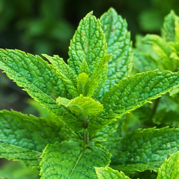 Groene munt - Mentha spicata crispa - Munt