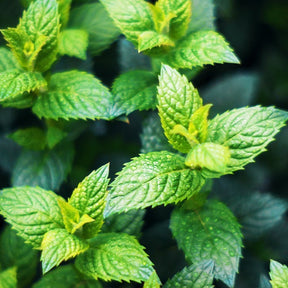 Groene munt - Mentha spicata crispa