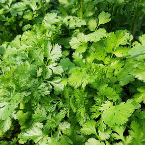 Aromatische collectie #2