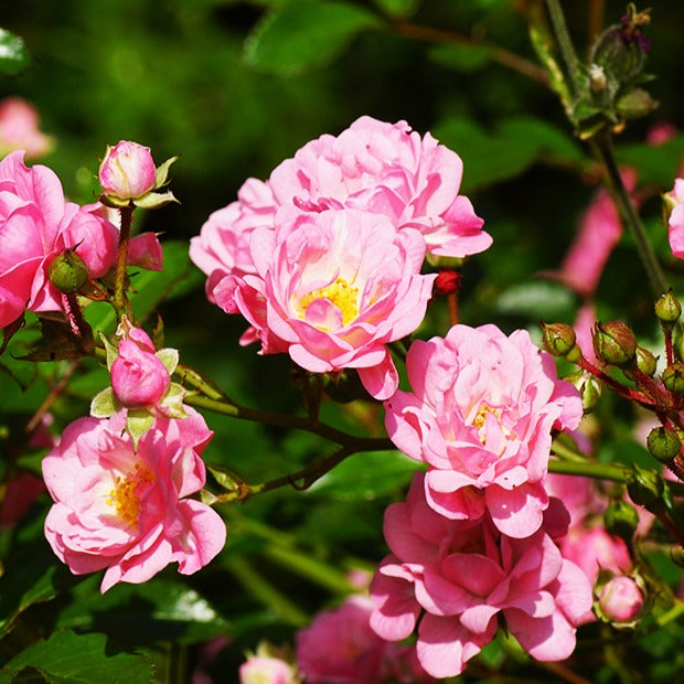 Bodembedekkende roos 'The Fairy'® - Bodembedekkende rozen - Willemse