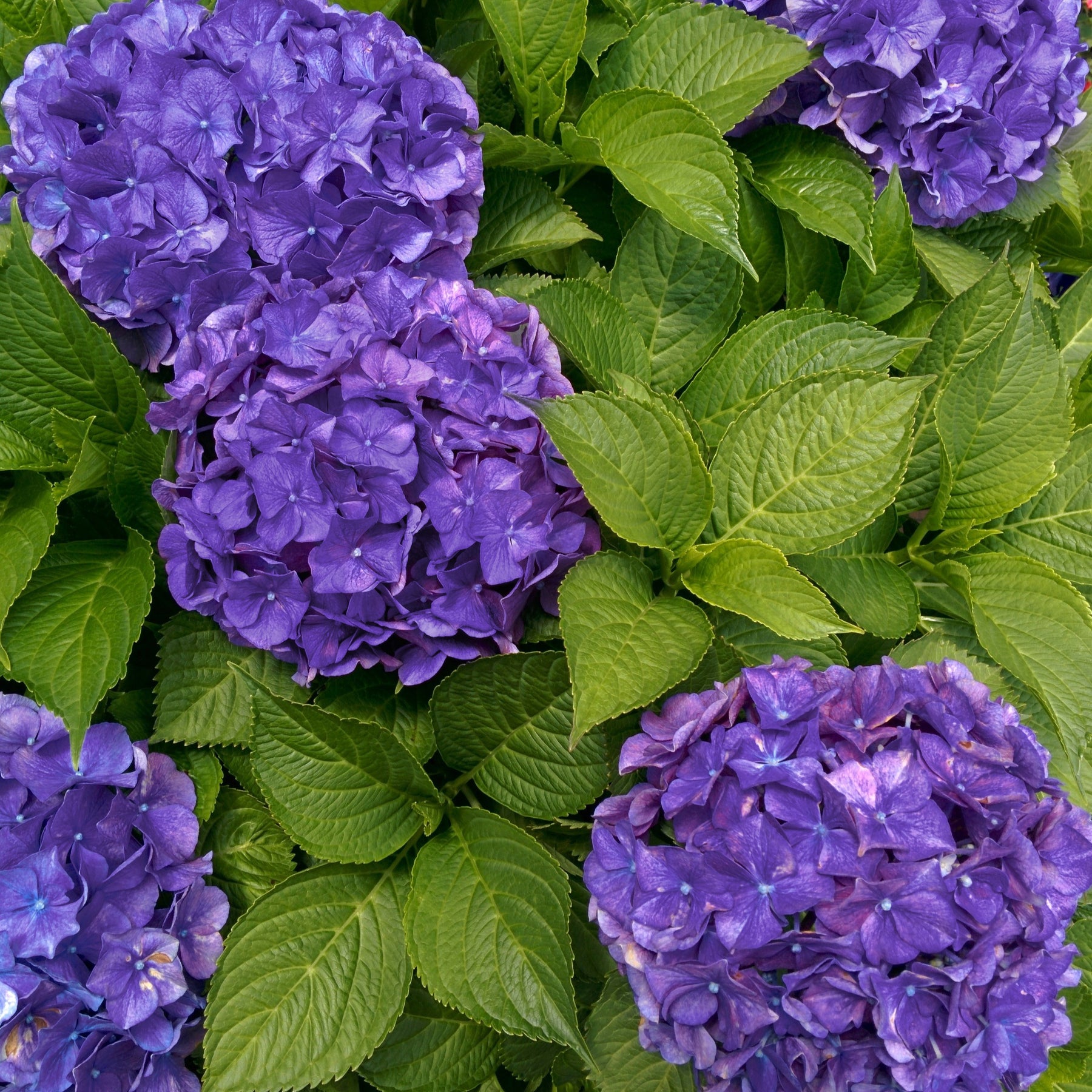 Boerenhortensia 'Deep Purple Dance' - Willemse
